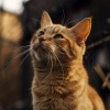 Lofi Study Instrumentals、Cat Sleeping Music Project、Cat Time Music - Quiet Moments for Cat Relaxation
