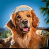 Happy Sunday Morning Music、Dog Calming Music Seduction、Dog Calming Music Universe - Chords for Canines