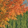 FaOut、colours in the dark - Reflorescer