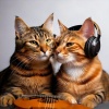 The Harp of Love、Kitten Music、Relaxing My Ktiten - Purrfect Tune Path