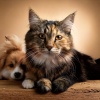 Sensual Touching、LoFi pet、Pet Balance - Soft Furry Sound