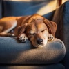 Lista de reproducción para la cena、MÚSICA PARA CACHORROS、Música Para Dormir A Los Perros - Melodías Juguetonas De Cachorros