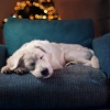 Música del domingo por la mañana、Playlist Relajante para Perros、Sonidos Calmantes para Perros - Armonía Del Día Del Perro