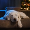 Espacio Acogedor、Relajar Mascota、Relajación profunda animal - Melodías Melódicas Para Mascotas