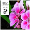 Albert Sokolov - Happy Kids (Original Mix)