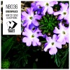 Greenpeace - Winter Song Saxophone (Original Mix)
