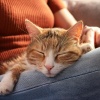 Música fácil de domingo por la mañana、Relajación animal、Serenidad animal - Melodías Suaves Calman Mascotas Inquietas