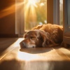 Música instrumental alegre、Reiki y paz para animales、Asistente para la calma animal - Sonidos De Armonía Para Mascotas