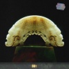 88rising、马思唯、Spence Lee - 2HII