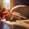 Barba armónica、Concierto de Gatos、Descanso Musical para Gatos - Tiempo De Ritmo De Ronroneo