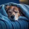 Almuerzo sereno、Lluvia serena para seres、Paz profunda para animales - Relájate Con El Hip Hop