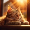 Las barbas son mejores、Gato Total Relax、Gato tranquilo - Suave Ronroneo De Suaves Melodías