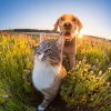 Música feliz en la lista de reproducción、Los animales aman la melodía、Serenidad para animales - Momentos Suaves Y Tranquilos De Las Mascotas