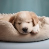 Almuerzo tranquilo、Bandas sonoras para perros durmiendo Deluxe、Biblioteca de música para perros - Ritmo De Hip Hop Y Latido De Ladridos