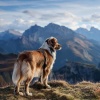 Pueblo de calma、Paz armónica para animales、Serenidad en seres - Latidos De Patas Arriba