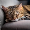 Las barbas son mejores、Descanso Musical para Gatos、Olas del Atlántico - Sonido De Ronroneo Pacífico