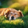 Sonidos esenciales de la naturaleza、Sueños para animales、Calma en el descanso - Dulce Melodía Acompañante