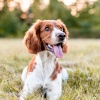 Beta Brainwave、Dog Jazz Music Vintage、Dog Leash - Gentle Tones Dog Relaxation