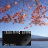 枫吟岚语 - 为你我受冷风吹
