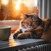 Música de Guitarra Tranquila Momentos、Clima salvaje、Ruido y Naturaleza - La Tranquila Armonía Del Gato