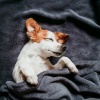 Bossa Nova Project、Cheerful Doggy Music、Cheerful Music for Dogs - Gentle Tones Dog Relax