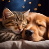 Ciudad de vibraciones suaves、Lluvia serena para criaturas、Paz total para animales - Lofi Tranquilo Para Mascotas