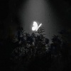 江辰、张叶蕾 - 复制爱