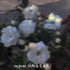 不凌. - Cry For Me (0.95X感觉至上)