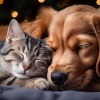 Lágrima suave、Paz y armonía animal、Lluvia suave para seres - Vibraciones Calmas Para Mascotas