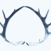 Fawn - River