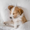 Lista de reproducción para la cena、Música de perro、Música de perros tranquilo - Sonidos Suaves Para El Confort De Los Perros