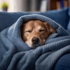 Serenidad en seres、Amante de las criaturas suaves、Biblioteca para la calma animal - Patas Golpeando Ritmos