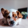 Beta Brainwave、Sleepy Dog Channel、Dog Jazz Music Rhythms - Calming Music for Dogs