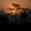 Shingo Nakamura、Sarah Watson - Golden Leaves (Sarah Watson Rework)