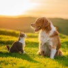 Almuerzo sereno、Calma para criaturas、Terapia musical animal - Estilos Estructurados Para Mascotas