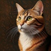 Some New Year Music、Nighttime Cat Sounds、Nighttime Cats - Cats Calm Notes