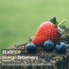 mango、Invisible Sounds - Strawberry (Invisible Sounds 'On The Rainbow' Remix)