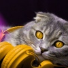Musica gatti、Music for Cat、Rilassa la musica dei gatti、Cat Music!、Relax Cat - Musica di sottofondo per gatti