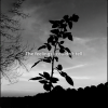 Gustixa - Melancholy