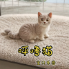 宝贝乐园 - 呼噜猫