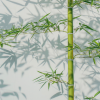 舒舒旋律 - 风一样自由