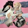 きのこ帝国 - 猫とアレルギー (猫与过敏)