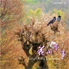 洪启峰、杜俊辉、罗启瑞、杨斯雄 - 花间梦事