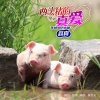 赵真 - 两头猪的真爱