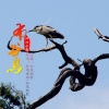 沁心小筑 - 布谷鸟