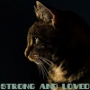 Cat Music、Music For Cats、Cats Music Zone - One Paw at a Time
