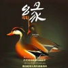 罗布桑珠 - 缘