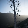 Feverkin - Dead Branch