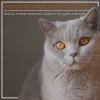 RelaxMyCat、Cat Music Dreams、Pet Music Therapy - Morbidi Sogni