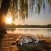 Generadores de ruido、Biblioteca de Música Para Mascotas、MascotasTotal Relax - Comodidad Pacífica Para Mascotas Lofi